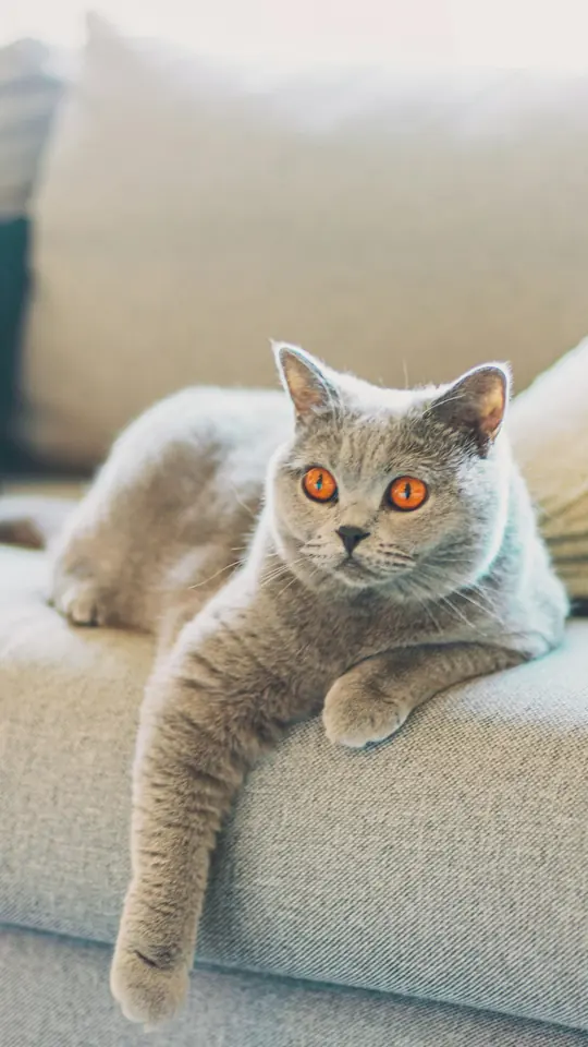 Gato cinza deitado no braço de um sofá de tecido cinza-claro (imagem ilustrativa)
