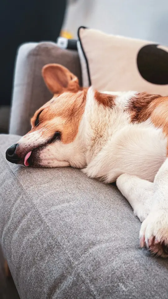 Cachorro marrom e branco dormindo no assento de um sofá cinza (imagem ilustrativa)