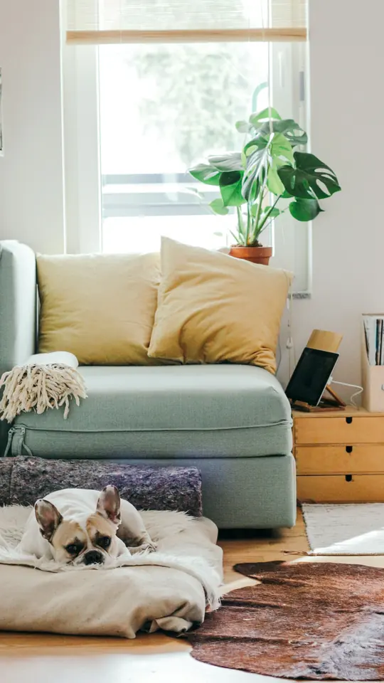 Sala com sofá verde-claro e um buldogue francês na caminha dele, no chão (imagem ilustrativa)